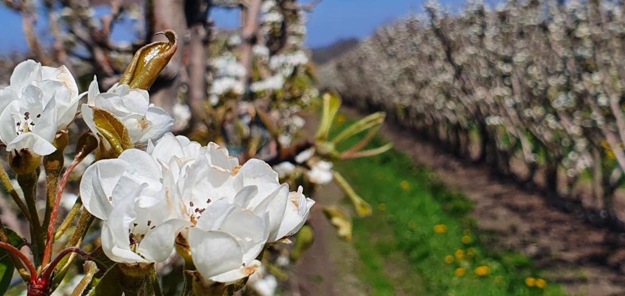 Hoeve Cobelli Noorbeek Zewnętrze zdjęcie